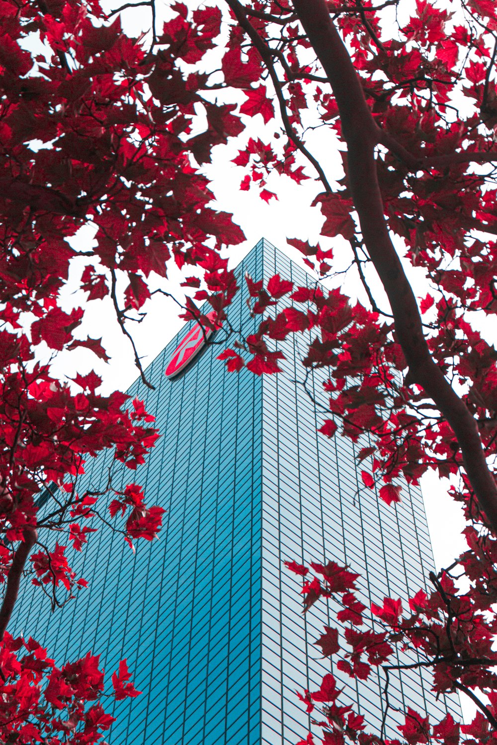 red leaves on tree near building