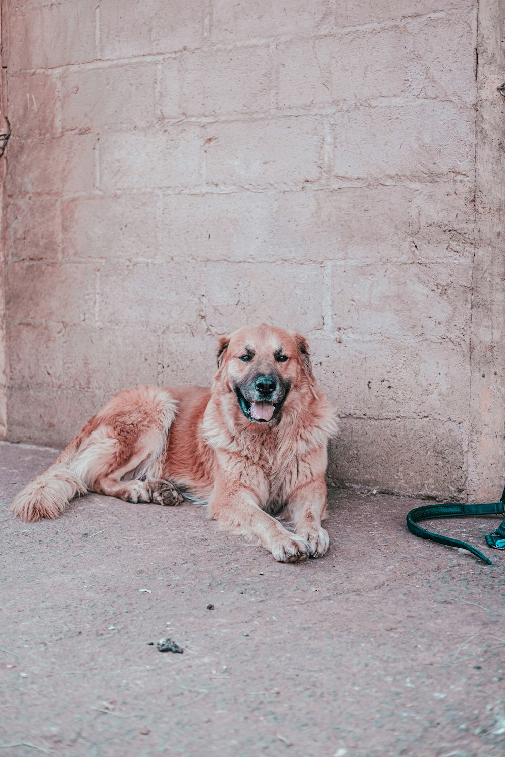 brown long coated dog lying on gray concrete floor