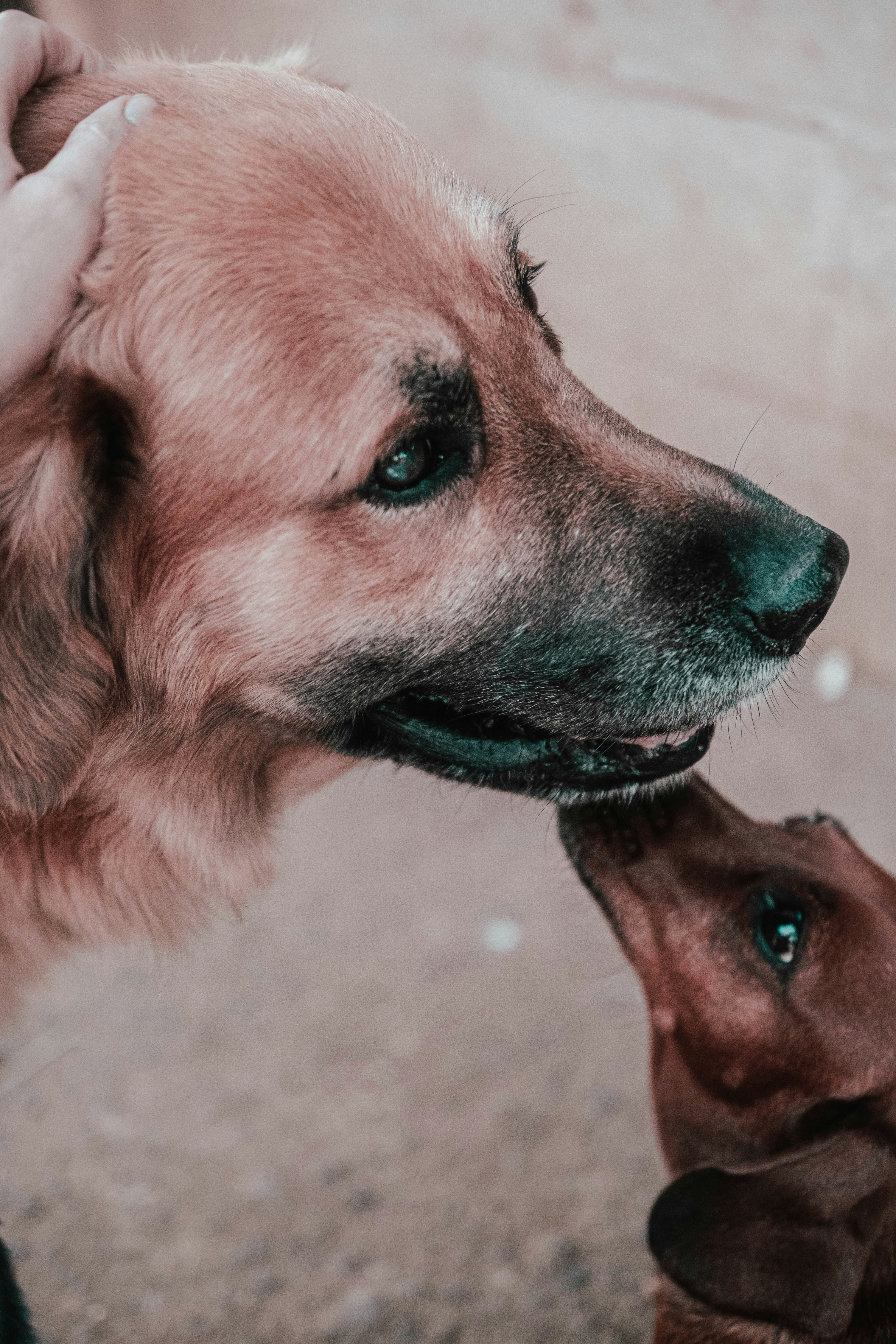 9. Butt Sniffing - The Ultimate Social Media (image credits: unsplash)