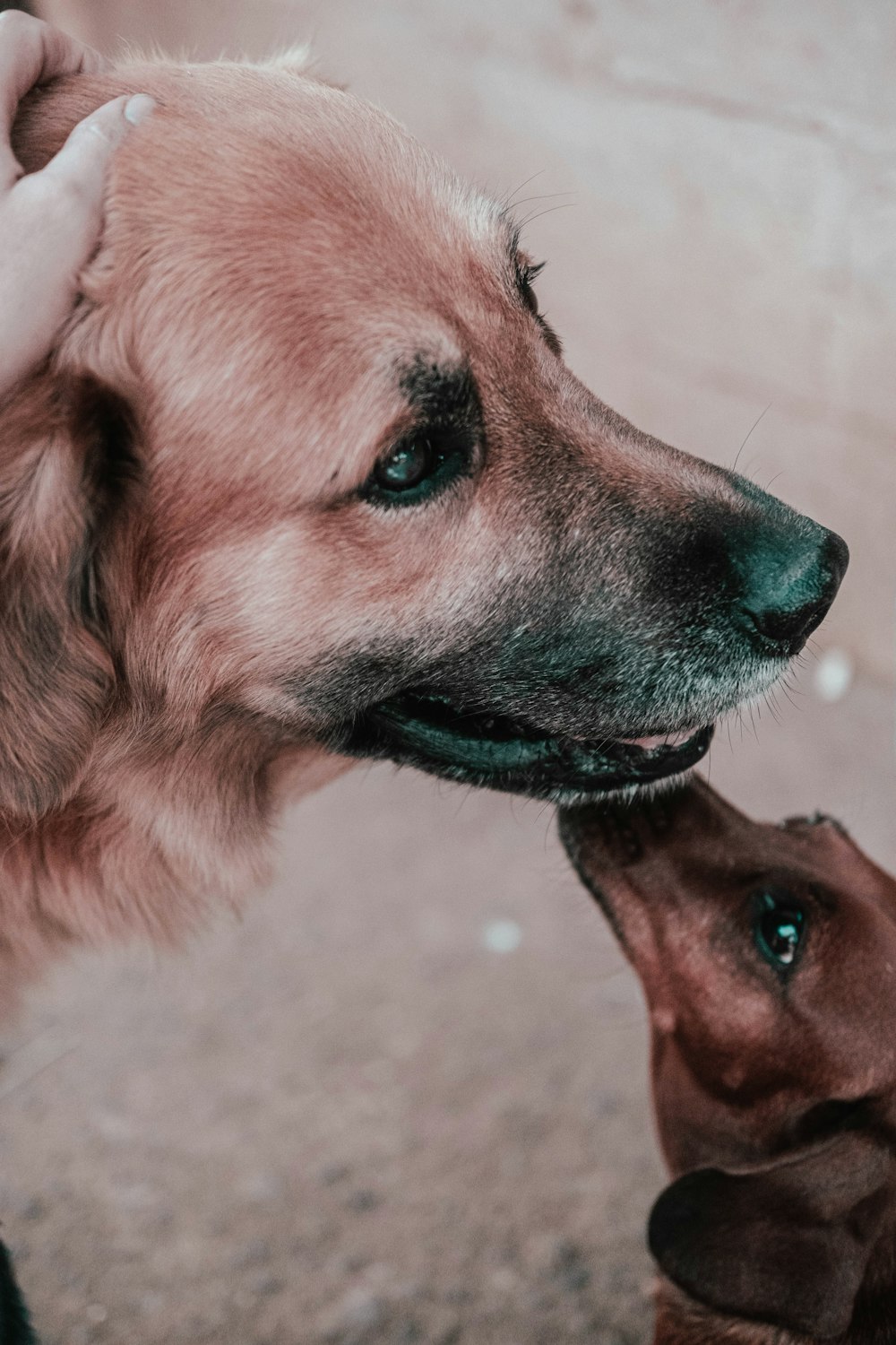 brown short coated dog with water droplets