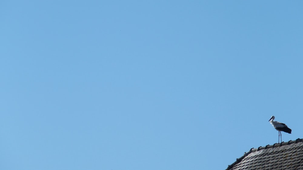 blue sky over black bird on black wire