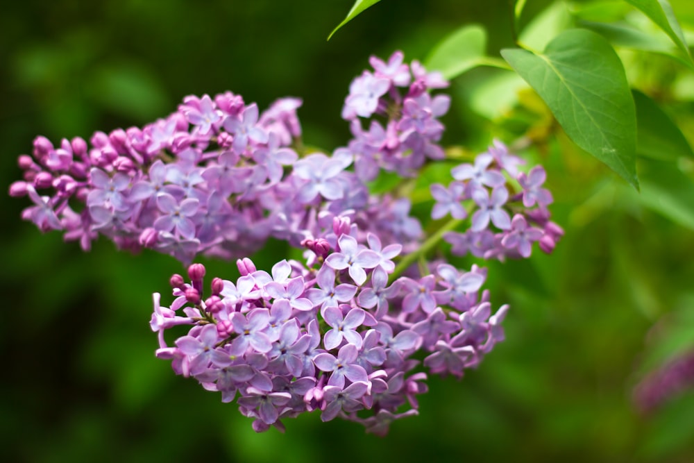 purple flowers in tilt shift lens