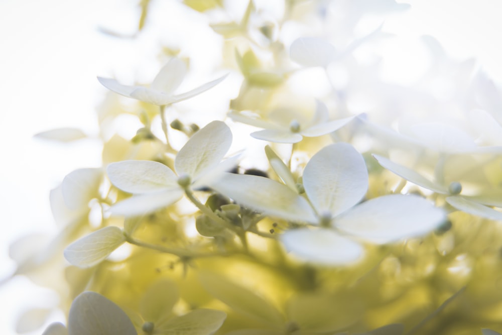 white cherry blossom in close up photography