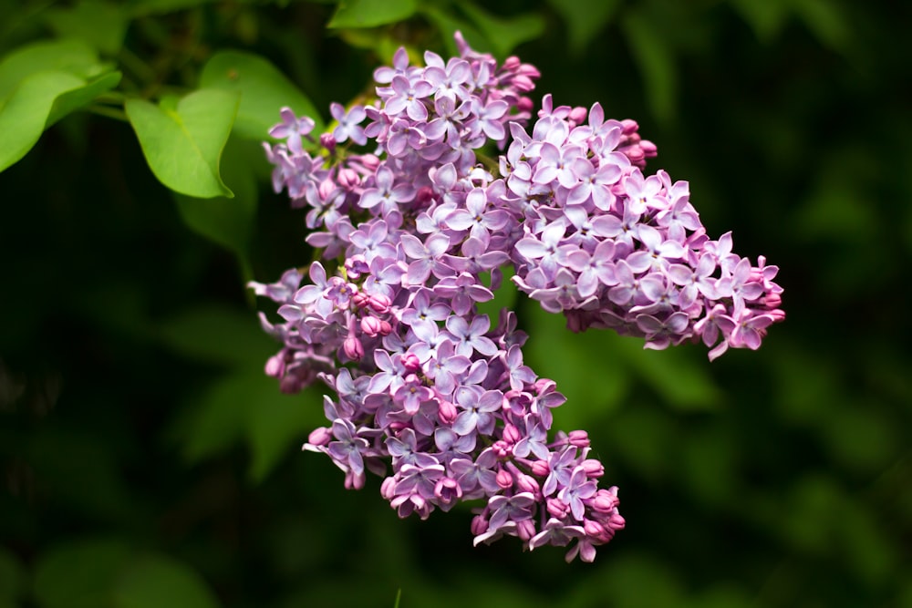 purple and white flower in close up photography