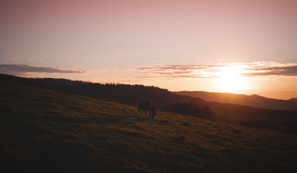 silhouette of horse on grass field during sunset