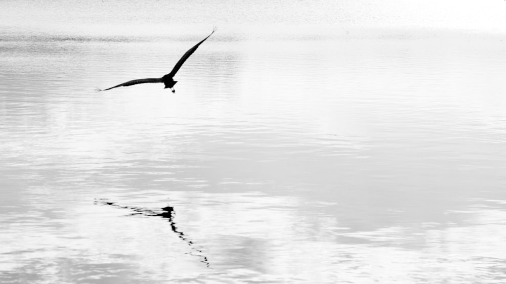 bird flying over the sea during daytime