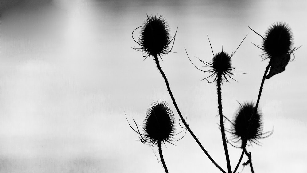 black and white dandelion flower