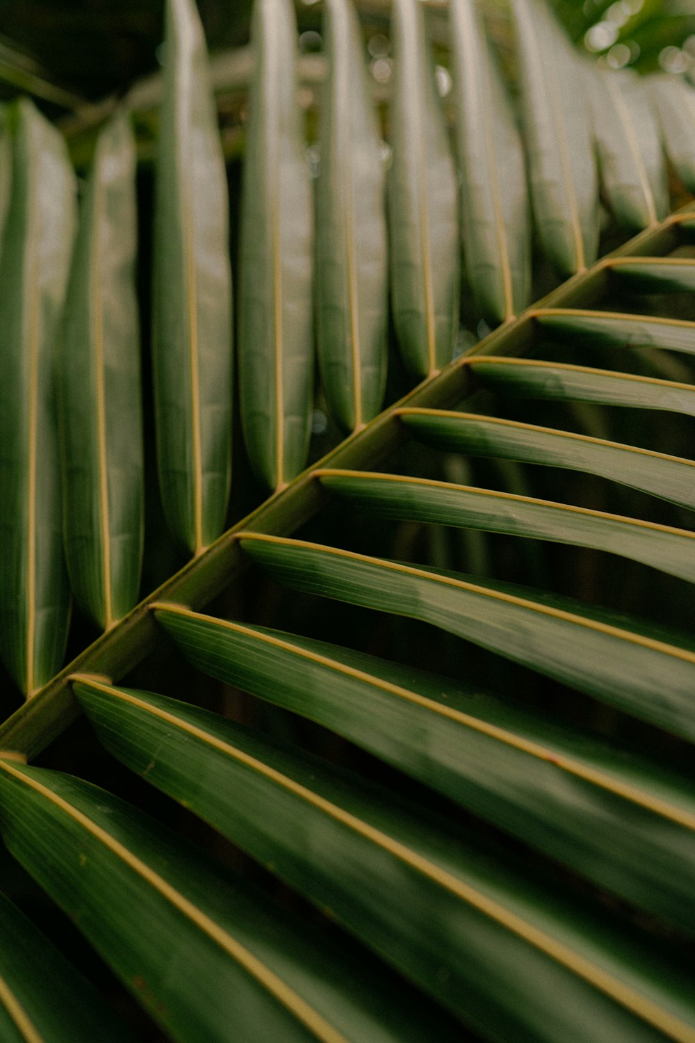 green leaves in close up photography