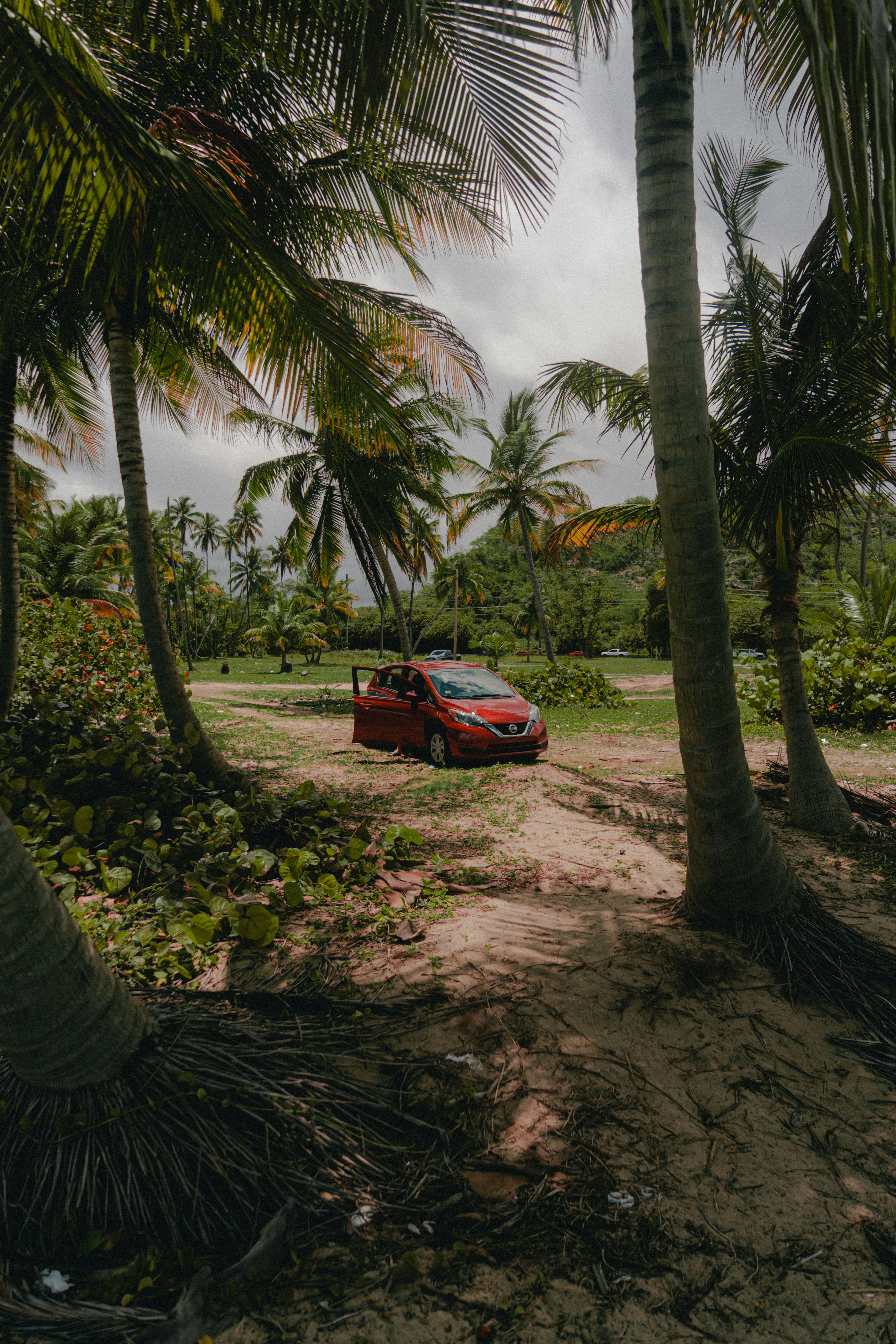 red car parked near palm trees