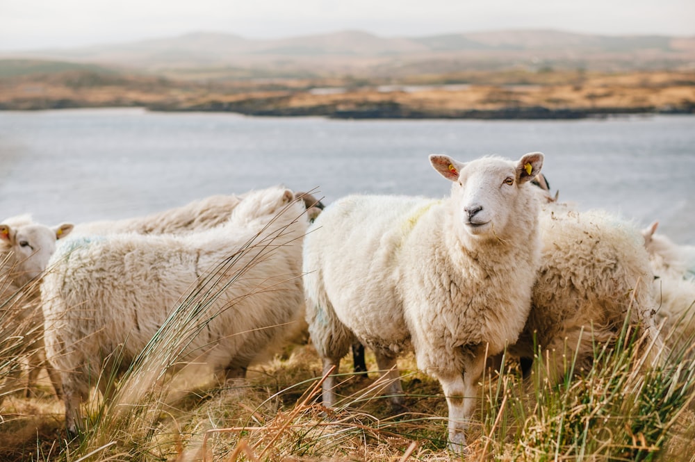 ovelha branca no campo de grama marrom perto do corpo de água durante o dia