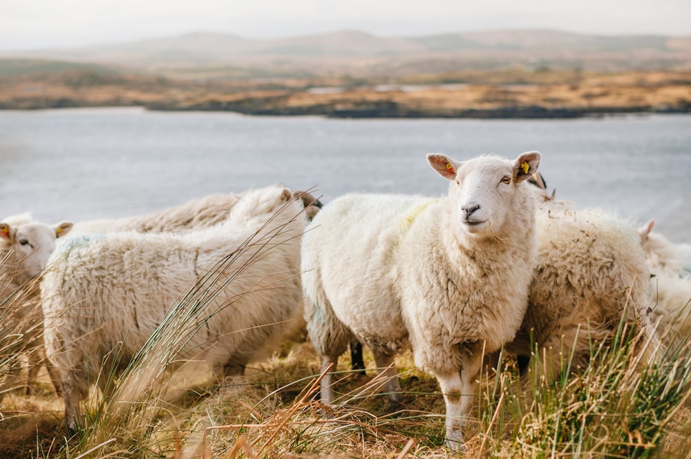 white sheep on brown grass field near body of water during daytime