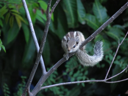white and gray squirrel on tree branch in Valsad India
