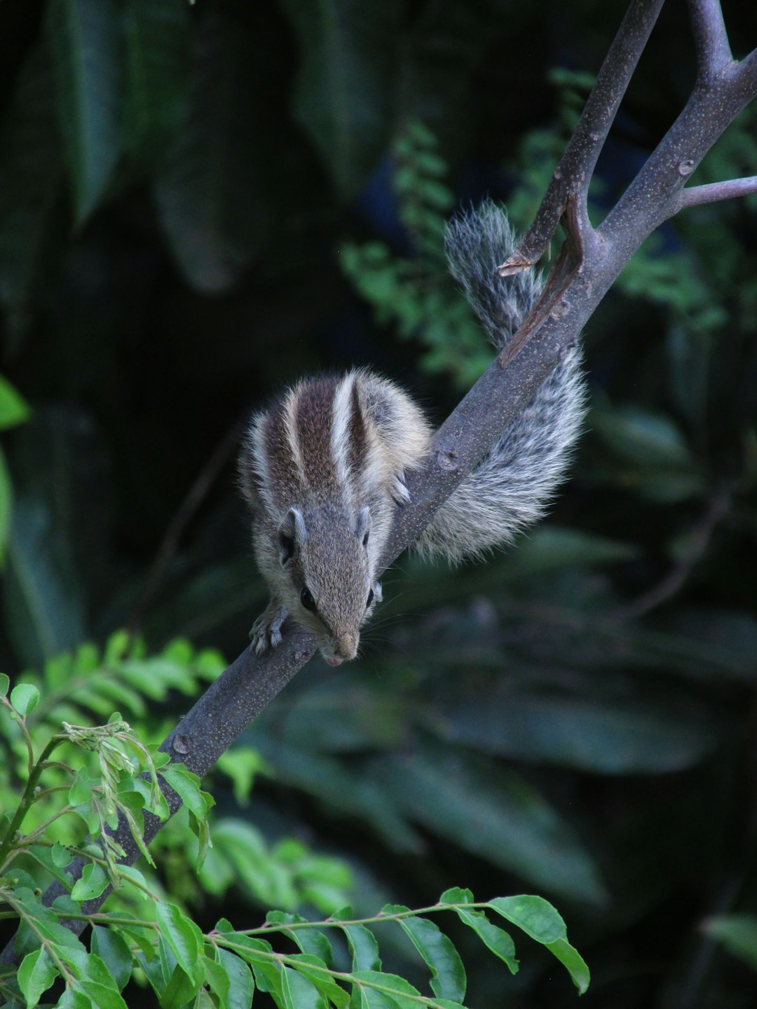 travelers stories about Wildlife in Valsad district, India