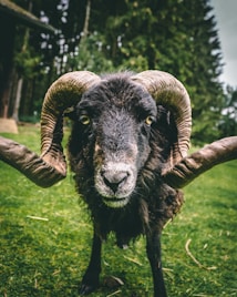A black ram with large, curved horns is standing on a grass lawn. The background includes a blurred view of trees and a building.