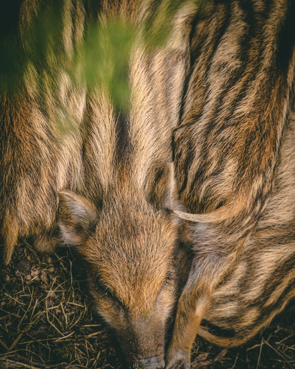 brown and black animal on green grass during daytime