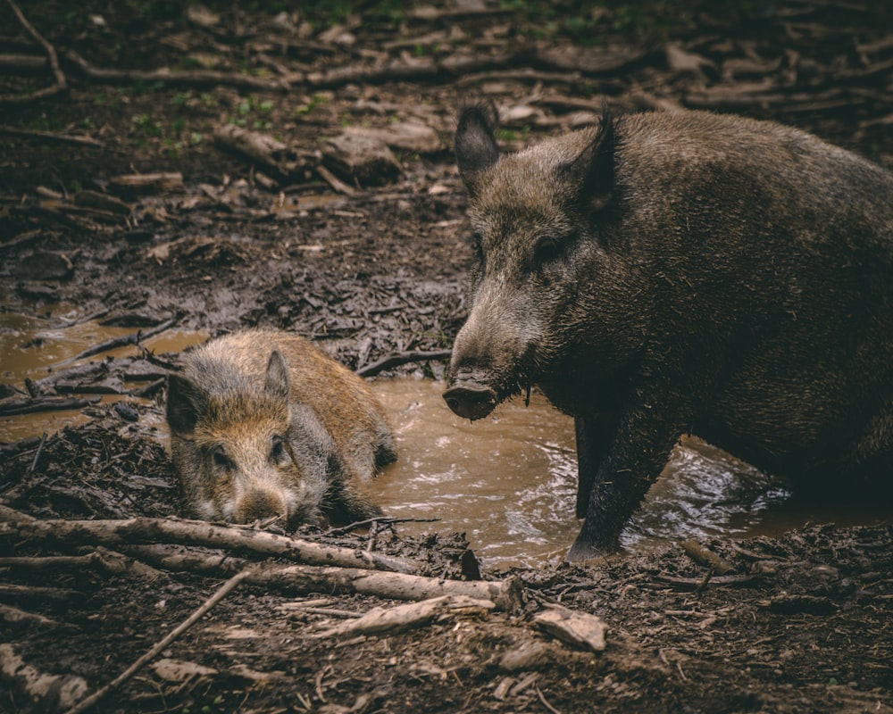 Braunes Wildschwein auf braunen getrockneten Blättern