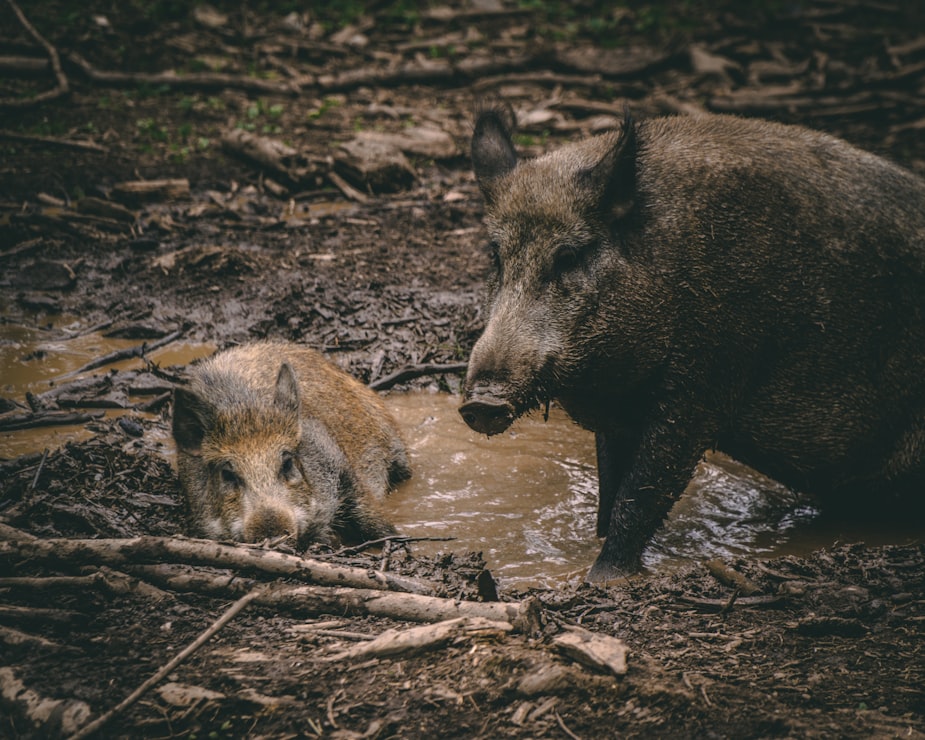 Bacon Preservative Tested as Feral Hog Poison