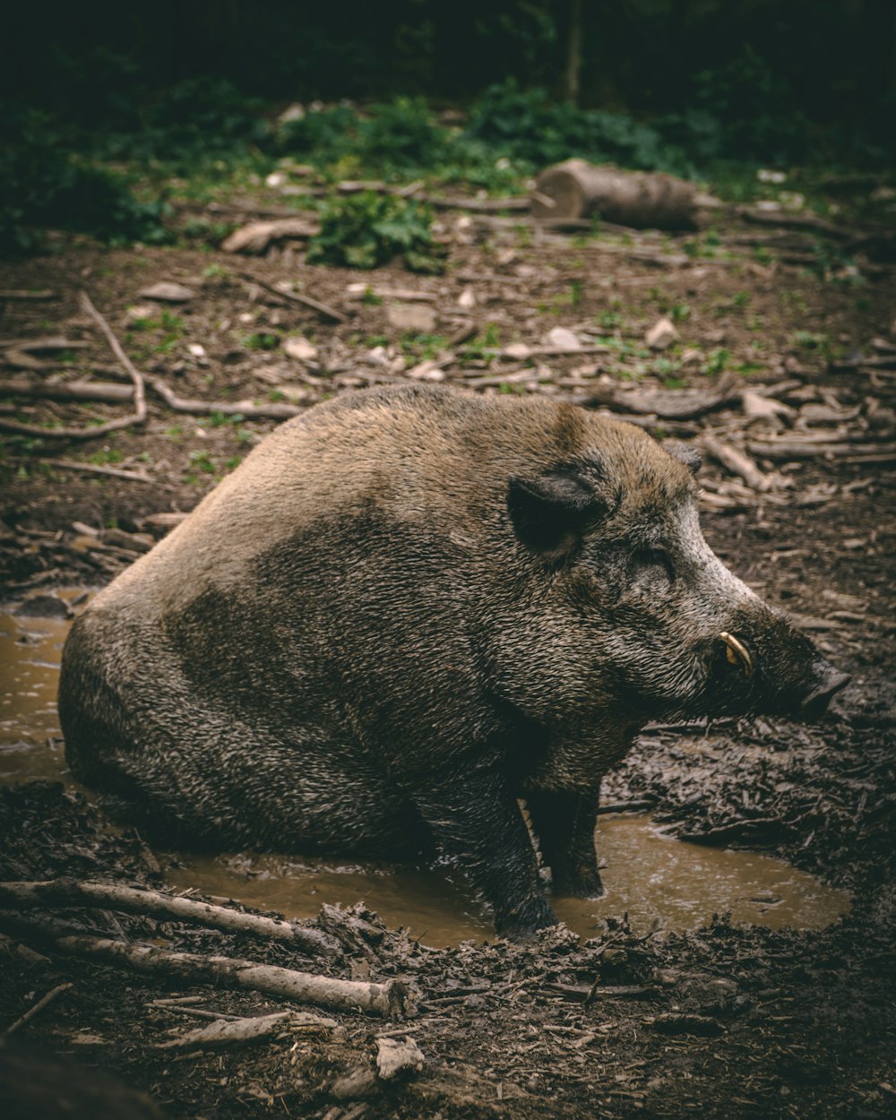 Schwarzwildschwein auf braunem Boden