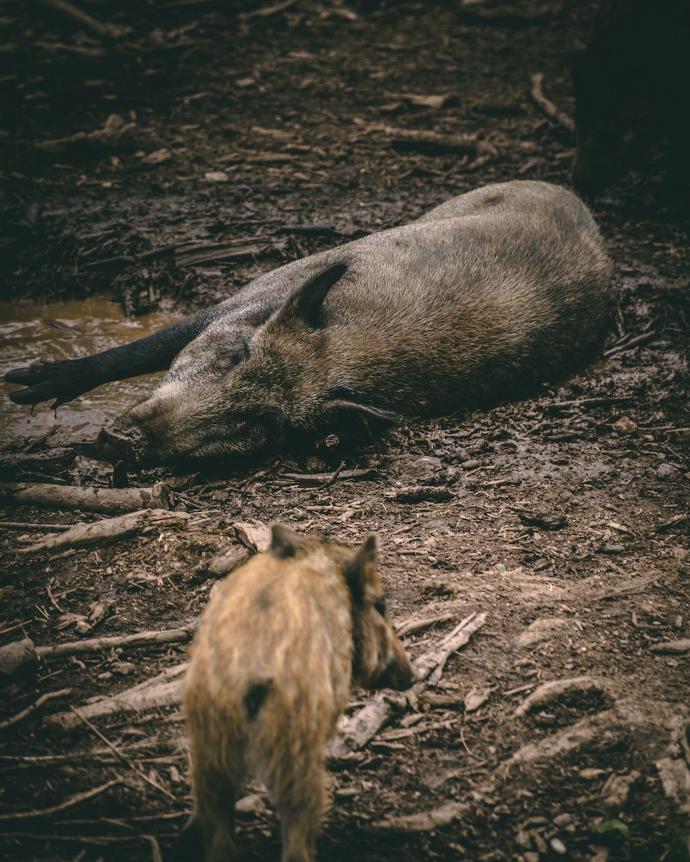 animal marrom e preto em solo marrom