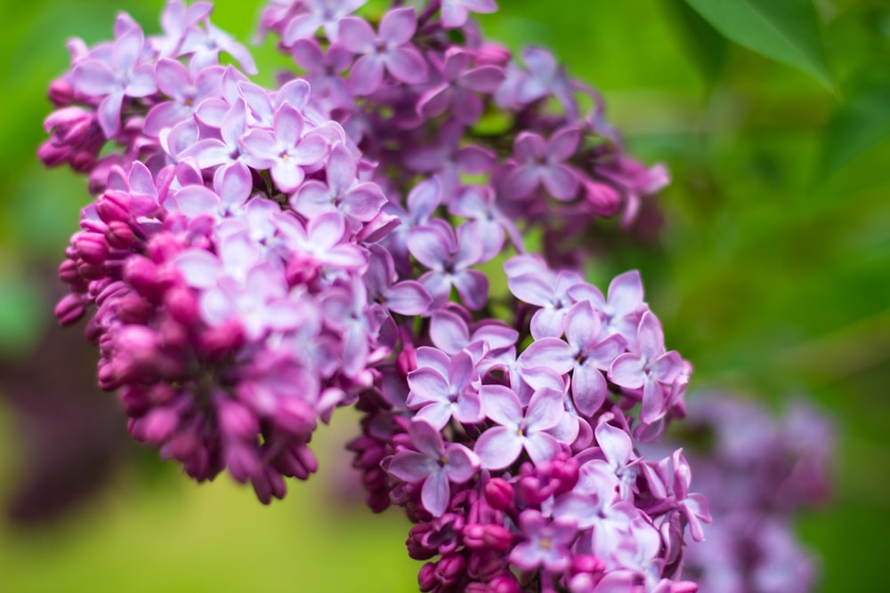 purple flowers in tilt shift lens