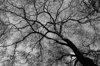 grayscale photo of leafless tree
