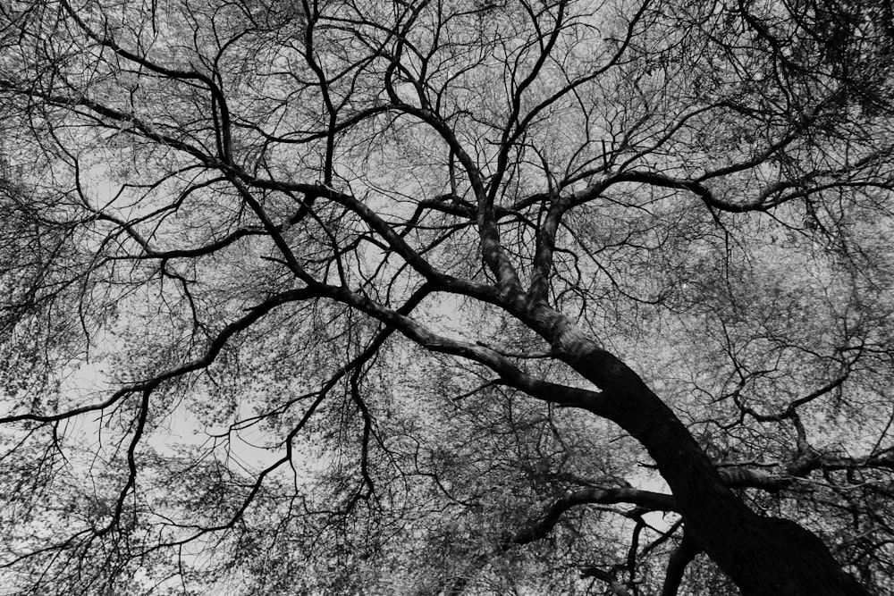 grayscale photo of leafless tree