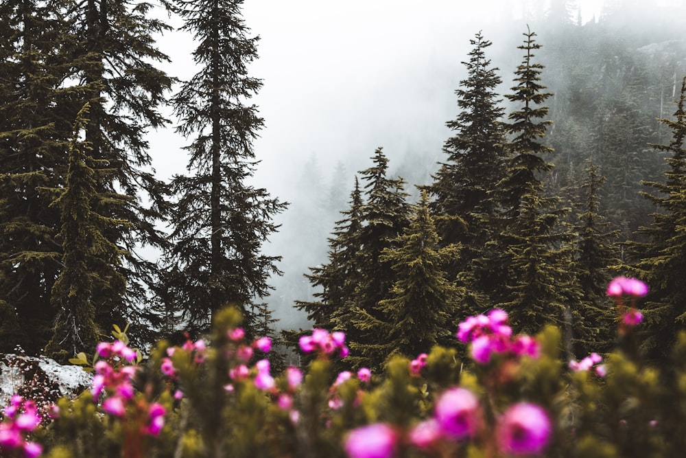 purple flower field near green pine trees during daytime