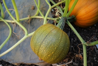 A close-up view of pumpkins growing on the vine, with one pumpkin appearing more matured with a rich orange color and another still transitioning, displaying a mix of green and yellow hues. The surrounding area is covered in dark soil, with winding vines spreading across the ground.