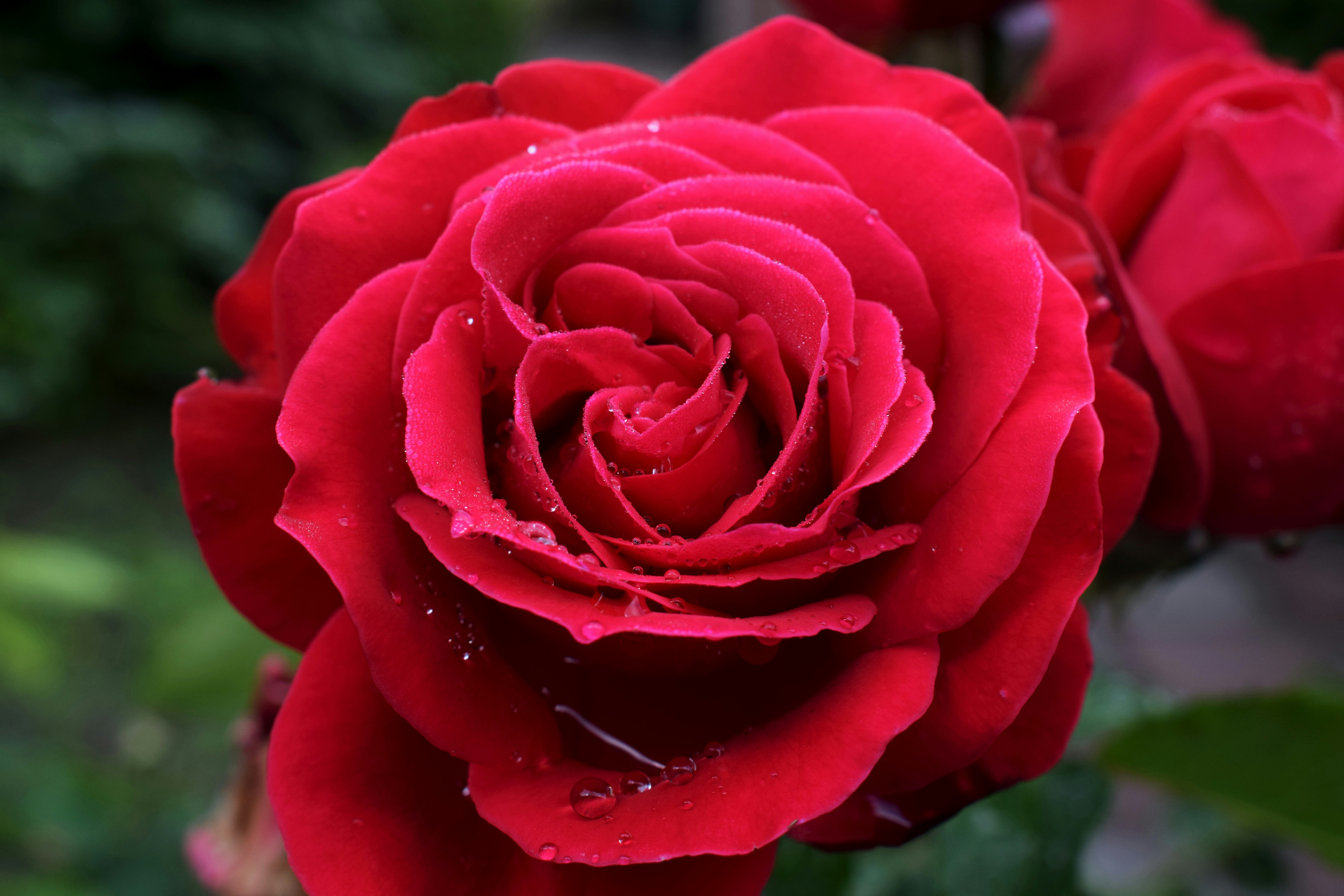 Rosa Vermelha Clássica