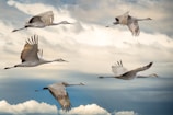 flock of birds flying under blue sky during daytime