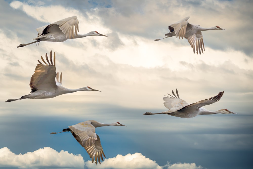 Vogelschwarm, der tagsüber unter blauem Himmel fliegt