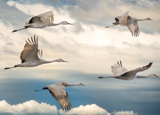 flock of birds flying under blue sky during daytime