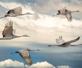 flock of birds flying under blue sky during daytime