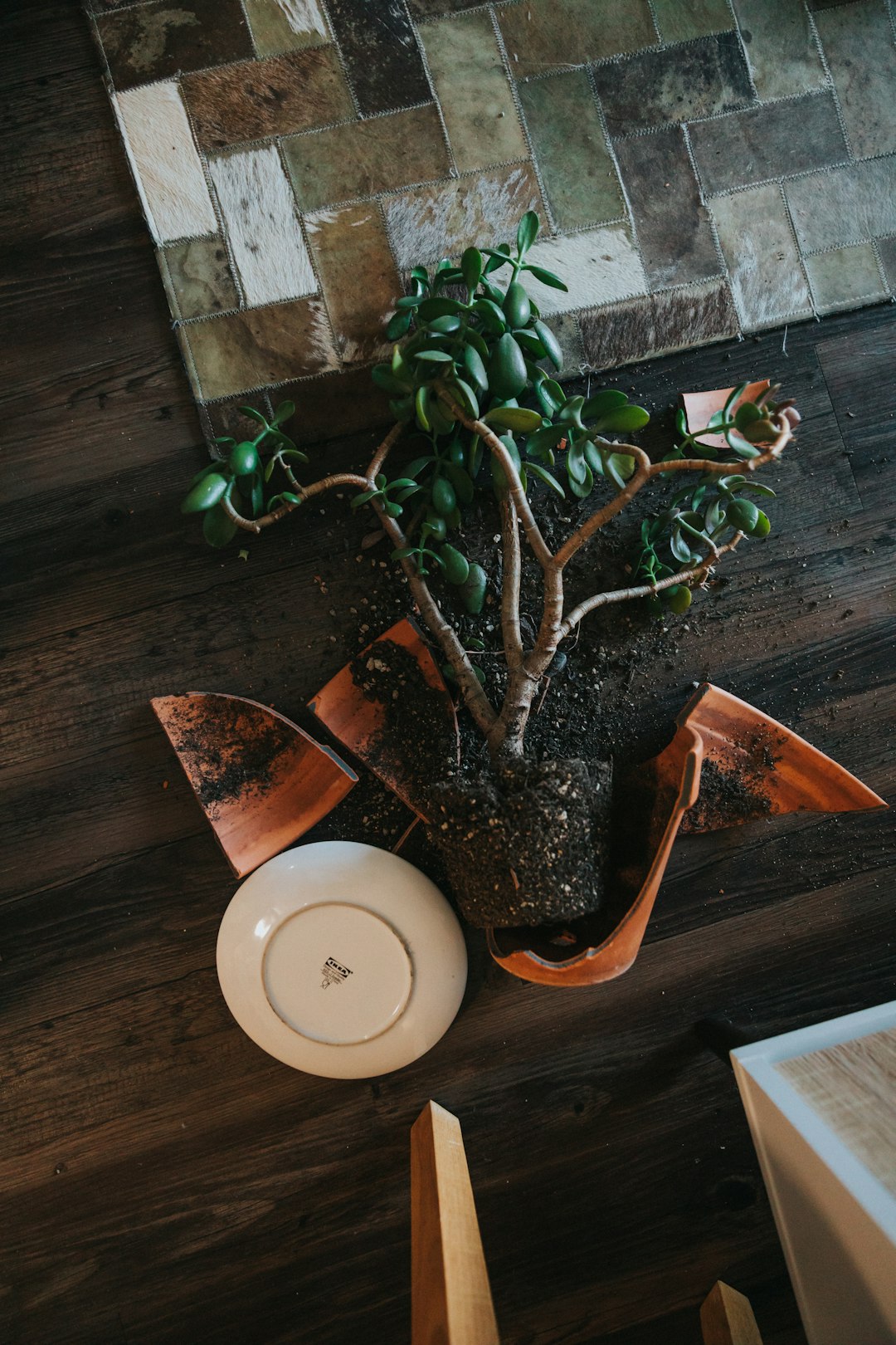 green plant on brown pot