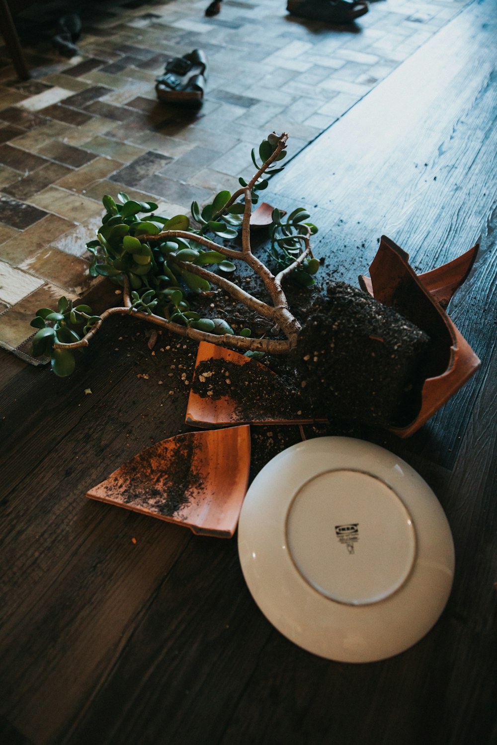 green plant on brown wooden table