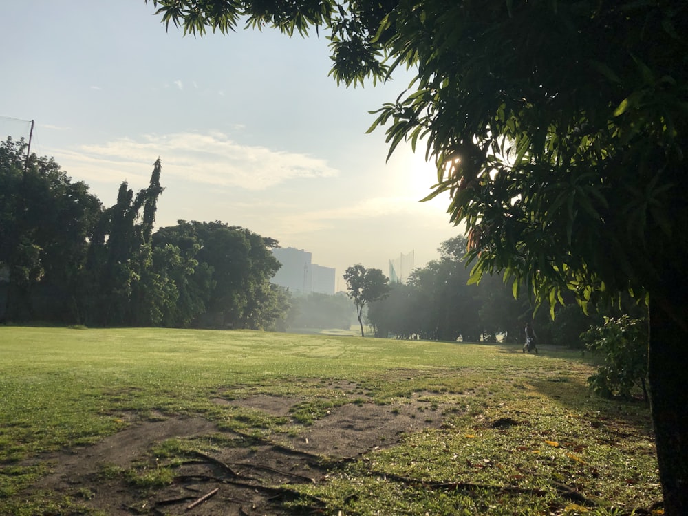 green grass field with trees under white sky during daytime