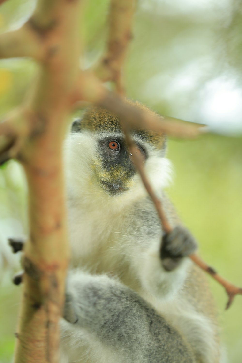 white and brown monkey on brown tree branch during daytime