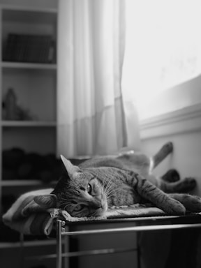 A cozy room with a cat lounging peacefully on a soft cushion by the window.