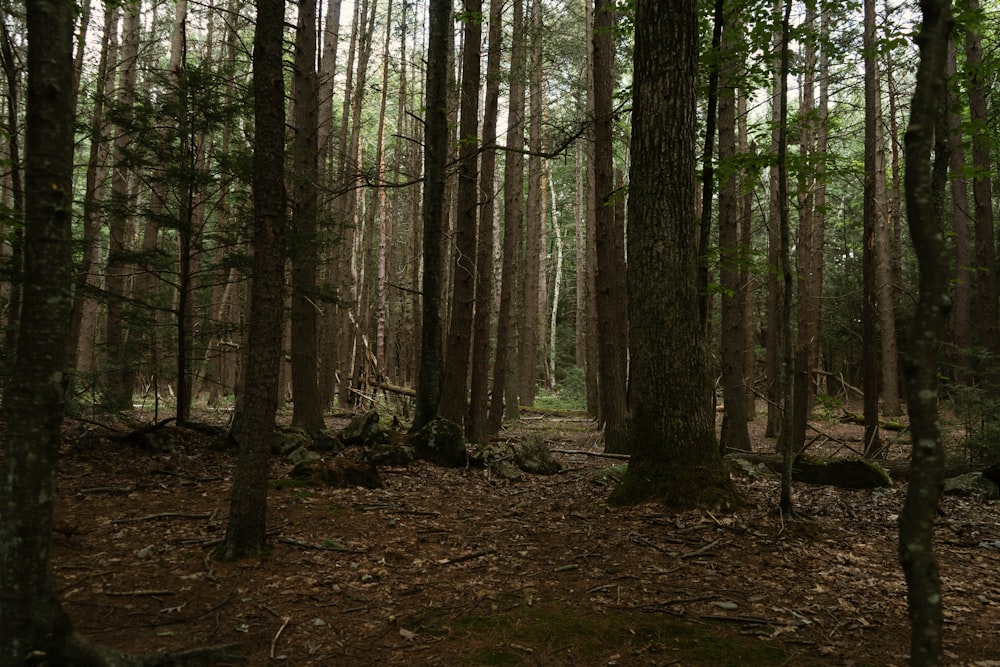 brown trees on brown grass field during daytime