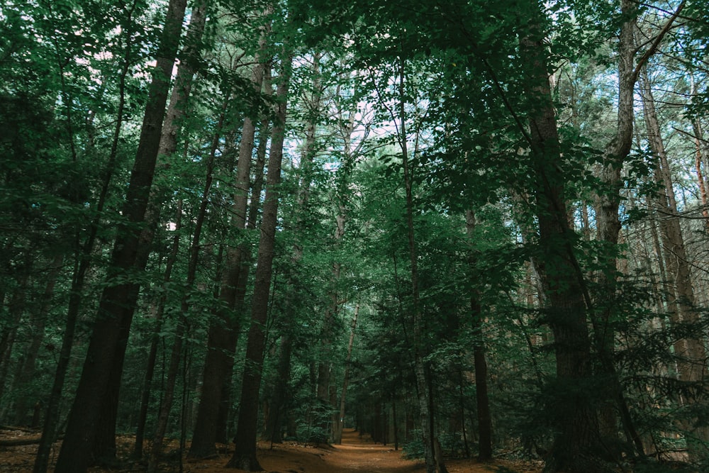 green trees on brown soil