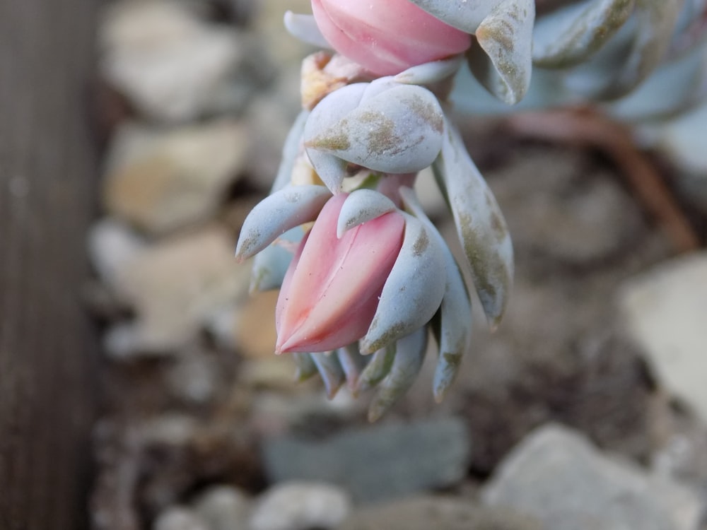 white and pink flower on gray rock