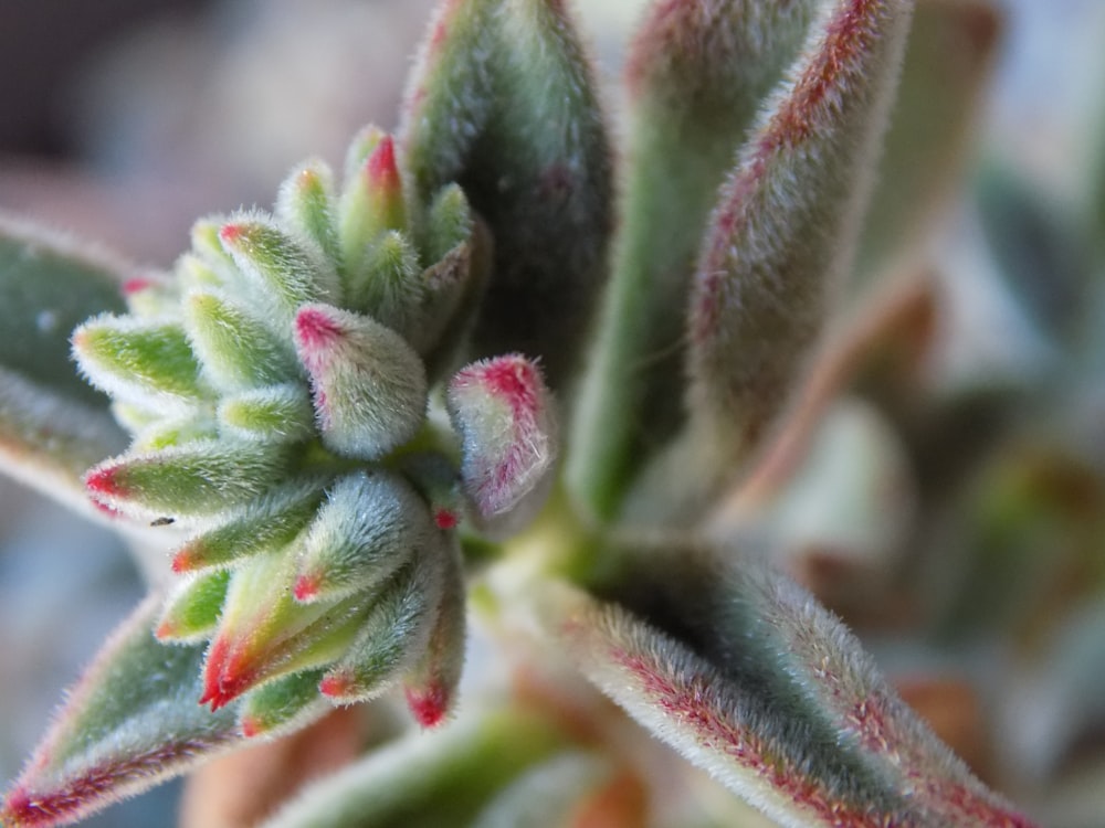 green and red plant in close up photography