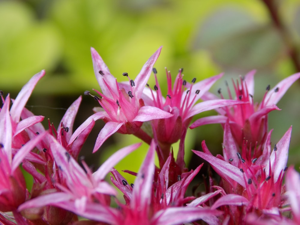 red and green plant in close up photography