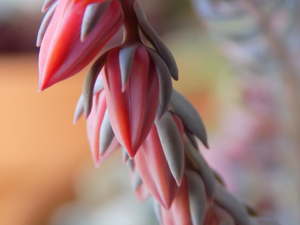 Rote und weiße Blume in Makroaufnahme