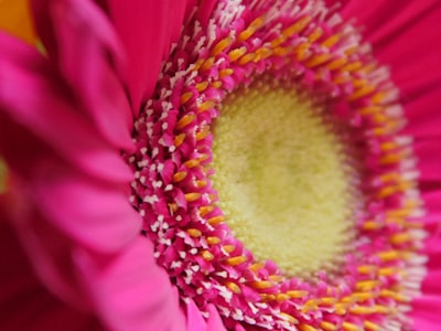 pink and yellow flower in macro photography rhode island google meet background