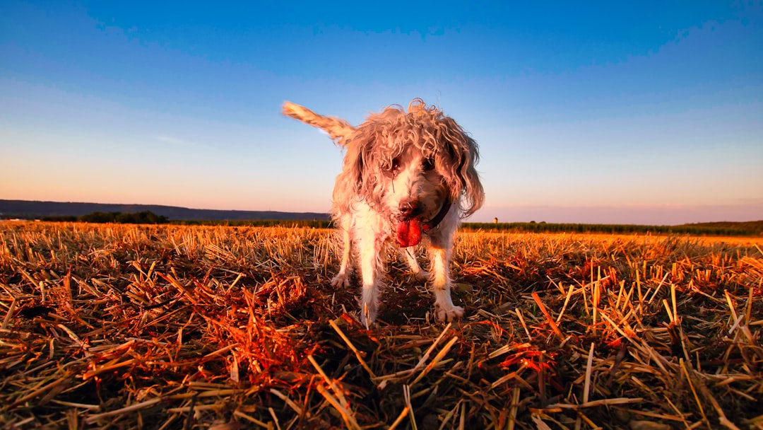 white and brown long coated dog on brown grass field under blue sky during daytime