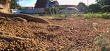 A large number of small round seeds or nuts cover the ground, surrounded by large tree roots. In the background, there are two white cars parked near a house with a sloped roof. The area appears to be a mix of natural and residential settings, with patches of grass and other greenery present.