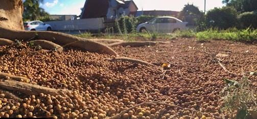 A large number of small round seeds or nuts cover the ground, surrounded by large tree roots. In the background, there are two white cars parked near a house with a sloped roof. The area appears to be a mix of natural and residential settings, with patches of grass and other greenery present.