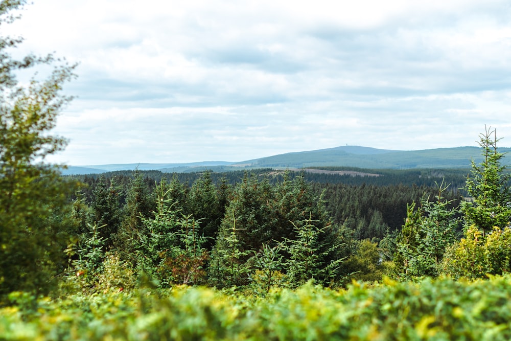 Grüne Bäume auf dem Berg tagsüber unter weißen Wolken