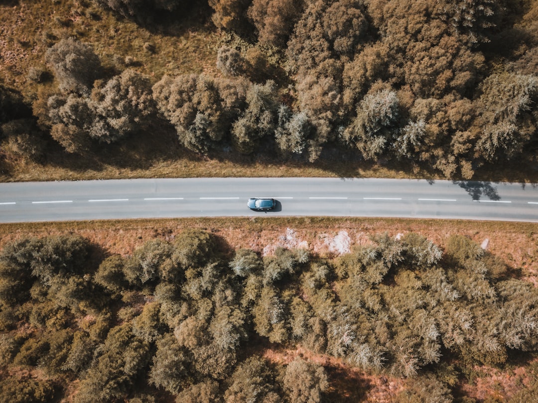 white car on road between trees